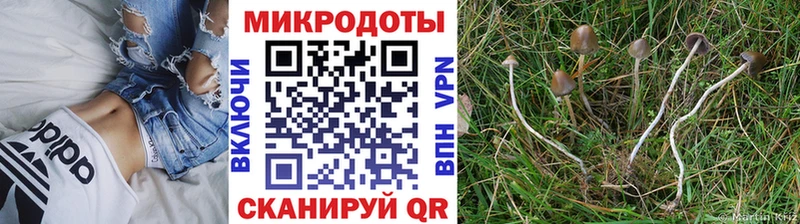 купить наркотик ОМГ ОМГ маркетплейс Галлюциногенные грибы Cubensis Подпорожье